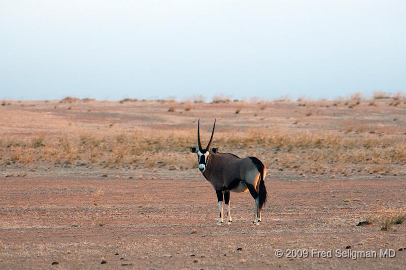 20090605_182802 D300 (1) X1.jpg - Oryx are hearty antelope that can live in the harsh conditions of the desert